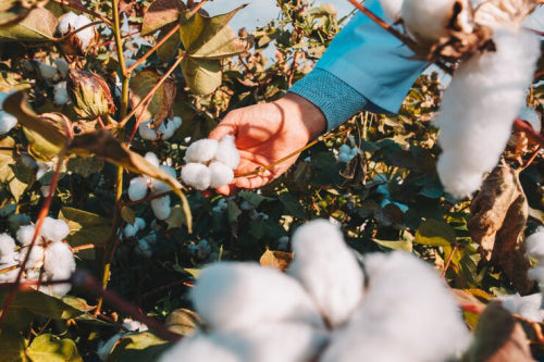 Organic Cotton Benefits: Health and Sustainability Combined