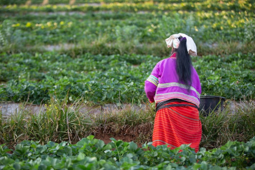 Artisan Cooperatives Empower Rural Women Across India